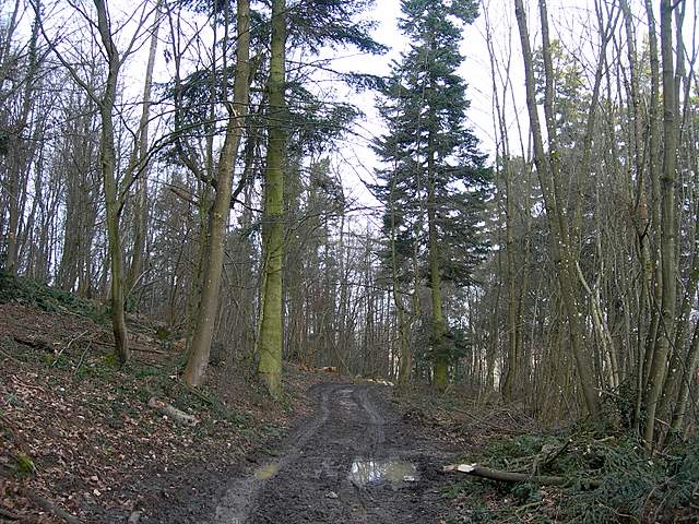 le  Specie  invernali  del  Leimental